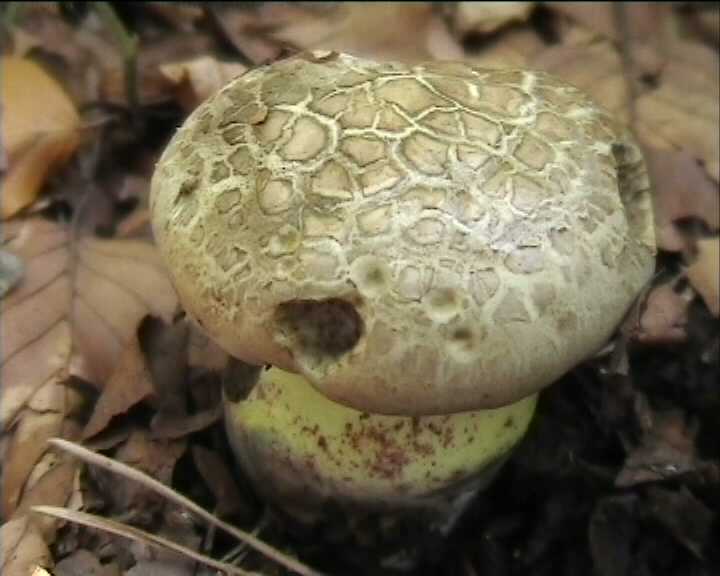 Boletus radicans   Persoon : Fr.